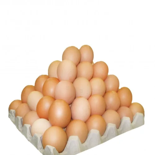 Chicken Egg 1C.