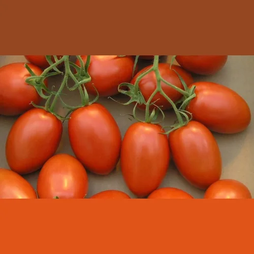 Barnaul Tomatoes