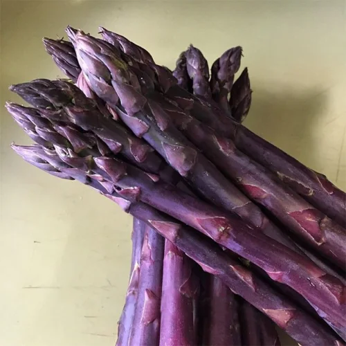 Purple Asparagus roots