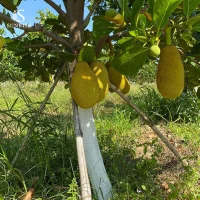 Fresh Jack Fruit from Vietnam