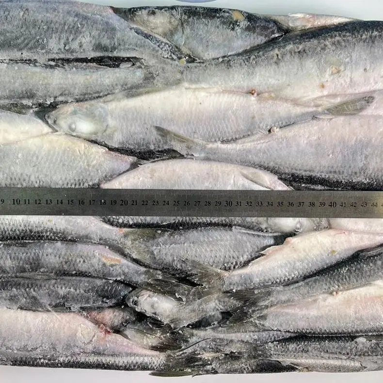Freshly frozen herring