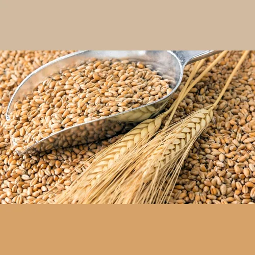 Grain Wheat