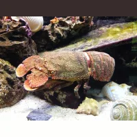 Sand lobster (cicada) 600+