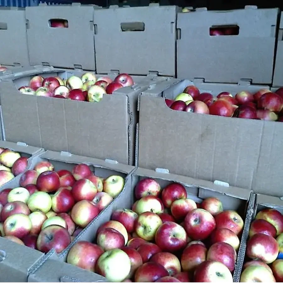 Купить яблоки озон. Реализация яблок. Сорта грузинских яблок. Самарские яблоки. Продажа яблок.