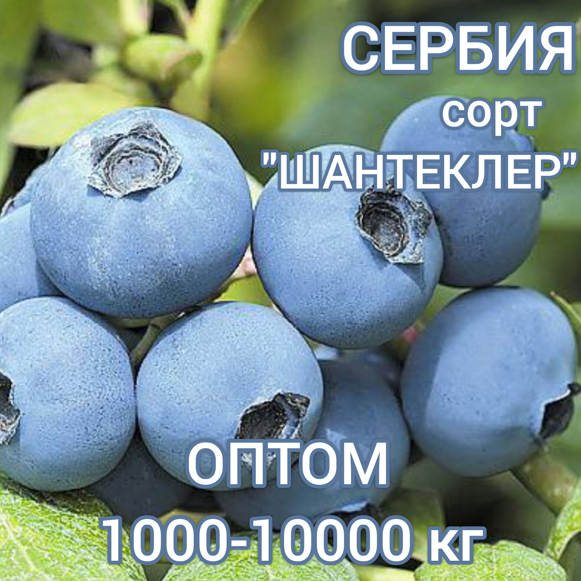 Оптовая продажа свежих ягод