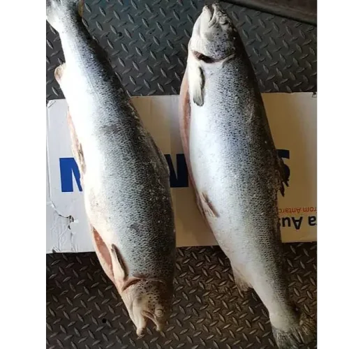 Salmon 8-9 kg / pc