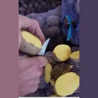 Potato Gala 5+