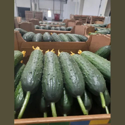 Greenhouse Cucumber spiked Svyatogor