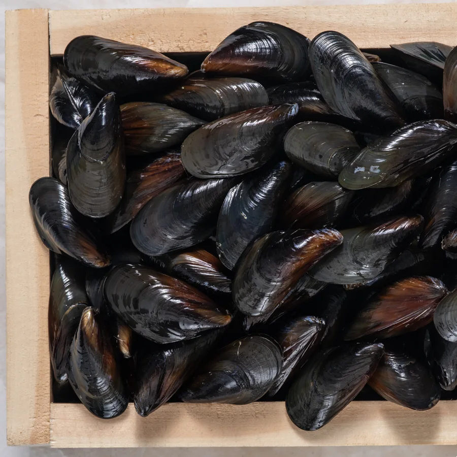 Live Pacific Mussels wholesale