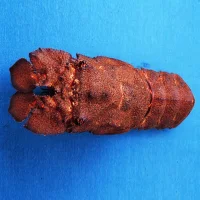 Sand lobster (cicada) 600+