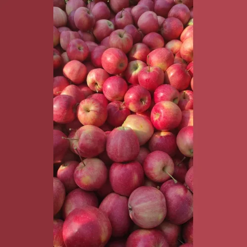 Яблоки Оптом  (более 4000 тонн)