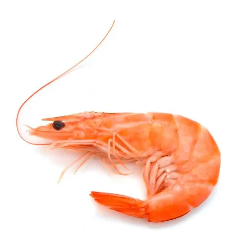 North shrimp