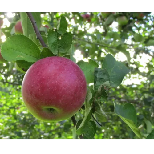 Saplings Apple Tree Health