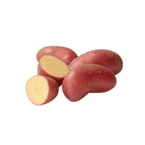 Seed potatoes "RED SCARLET"
