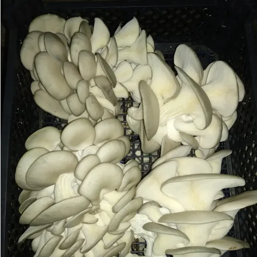 Mushrooms Veshinka