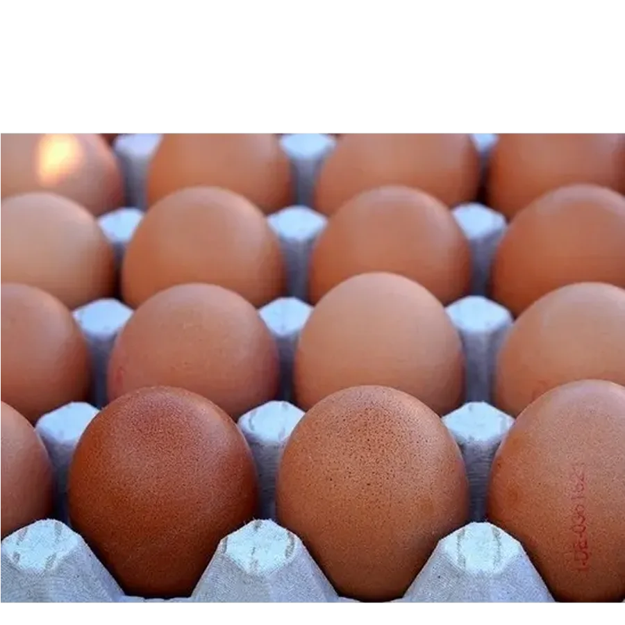 Chicken egg C1