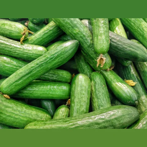 Medium - fruited cucumbers