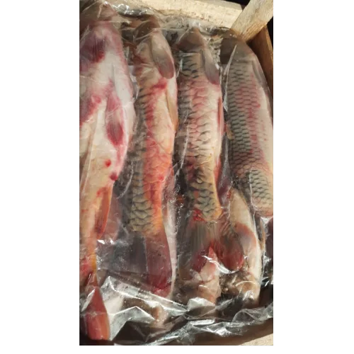 Carp wholesale 145 to 2 kg