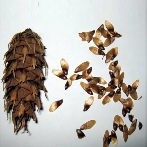 Seeds of European spruce