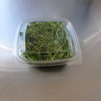 Micro - green peas