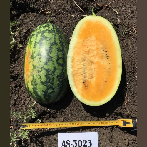 Watermelon Seeds AS 3023 F1 ATAKAMA SEEDS