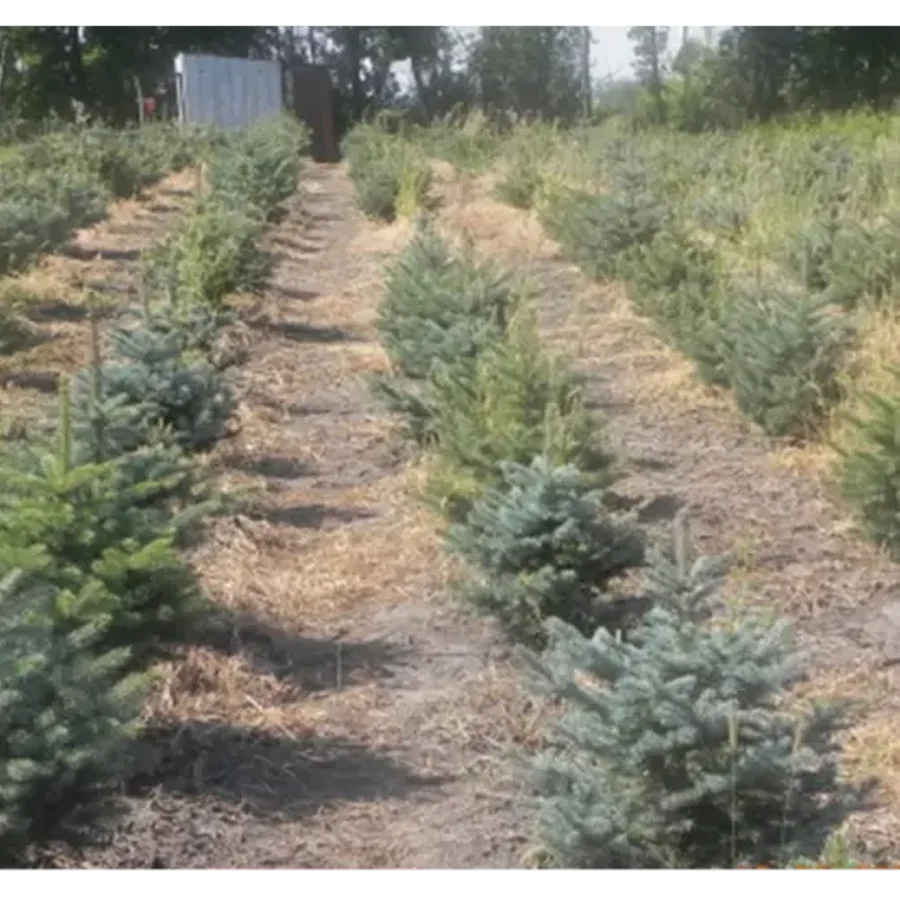 Spraychable spruce Glauca.