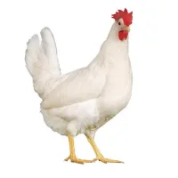 продажа бройлеров, цыплят, птенцов и свежих птичьих яиц 