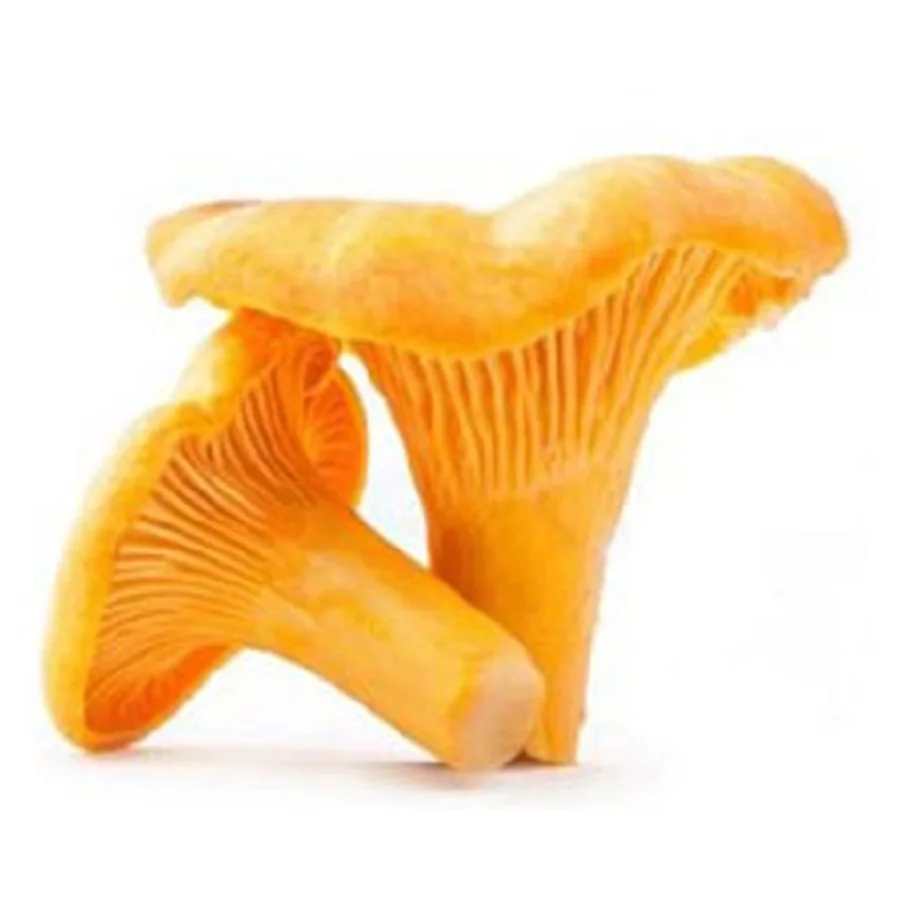 Chanterelle Mushrooms 