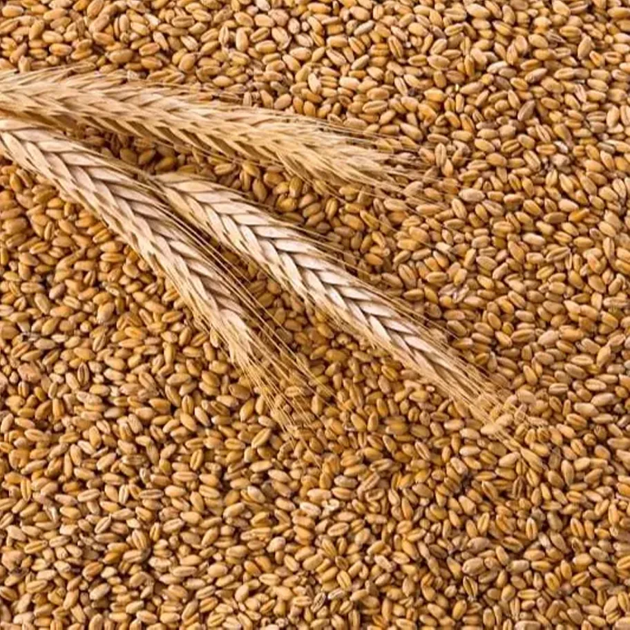 Пшеничная купить оптом. Пшеница. Зерновые культуры. Ячмень зерно. Семена пшеницы.
