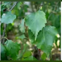 Birch leaf