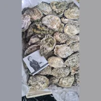 Gilardo's Live Oysters