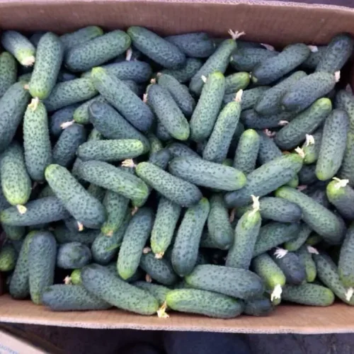 Shorten cucumbers