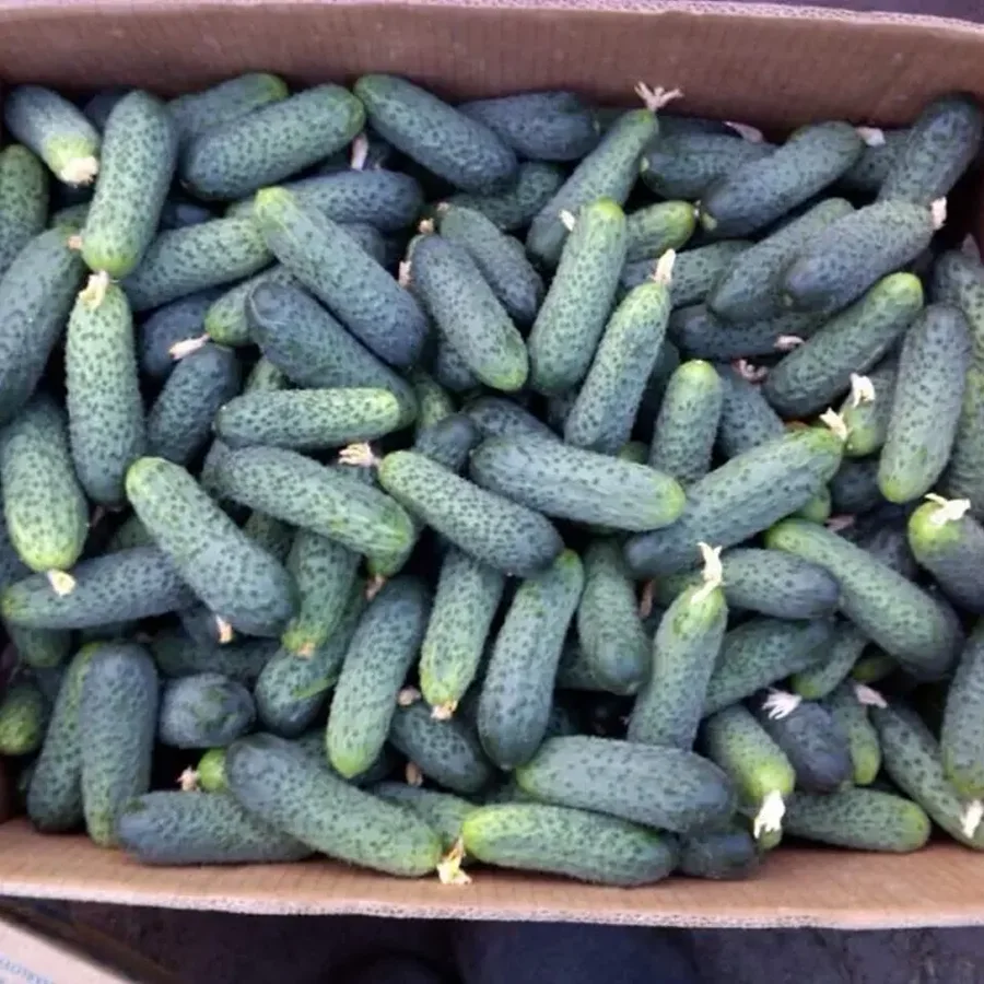 Shorten cucumbers