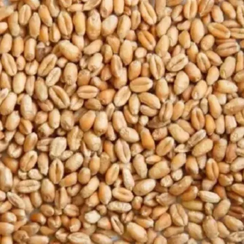 Grain of Wheat