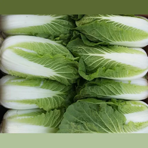 Peking cabbage