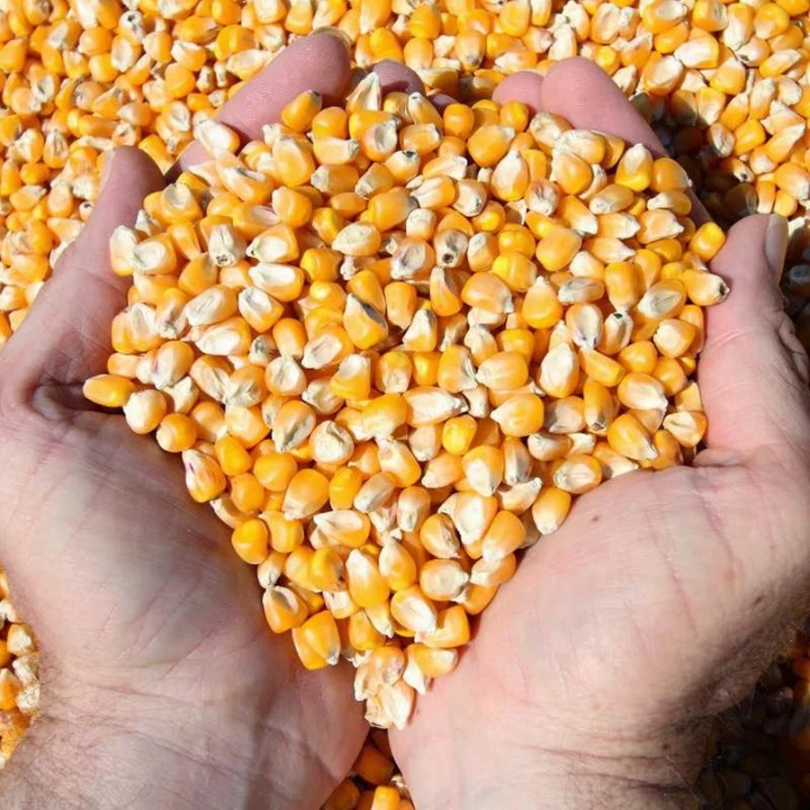 Seeds of corn