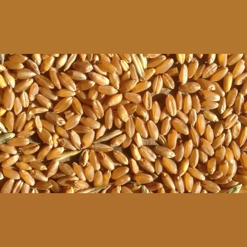 фуражная пшеница 5 класс 
