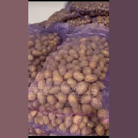 Small seed potatoes social