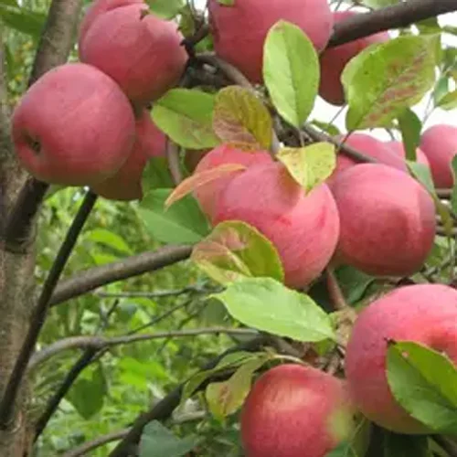 Seedlings of the VEM bright Apple tree