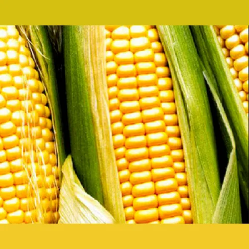 Corn hybrid seeds Limagren buy LG 31272 FAO 270 LG 30315 FAO 280 LG 31330 FAO 330 JACQUELINE FAO 230 ADAWAY FAO 300
