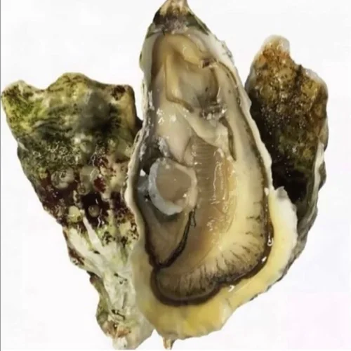 Imperial oysters