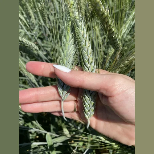 Winter triticale seeds to buy Ilia Tikhon Grain Grower