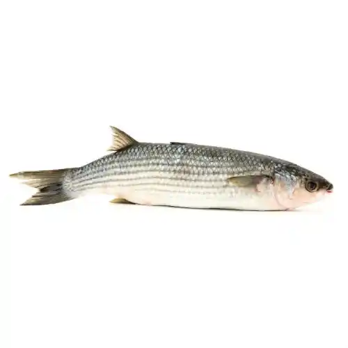 Fresh-frozen cofal fish Buy for 1 roubles wholesale, cheap - B2BTRADE