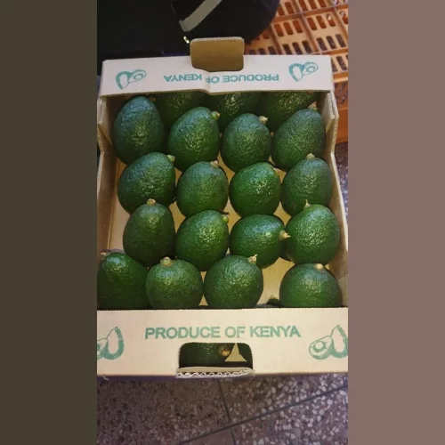 Авокадо свежее Танзания крупным оптом (отгрузка из Кении)