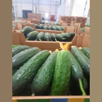 Greenhouse Cucumber spiked Svyatogor
