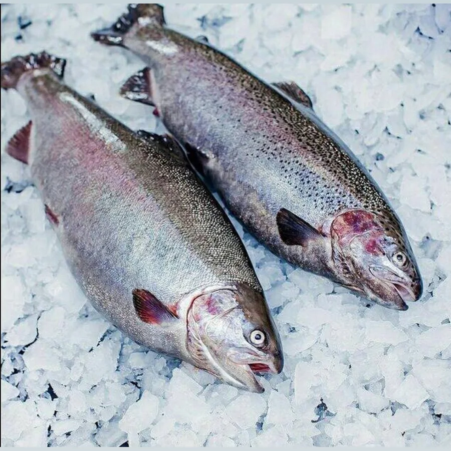 Chilled trout