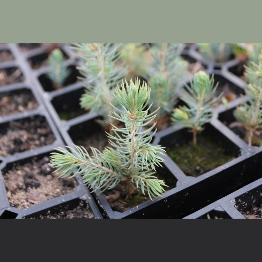 Seedlings of spruce of the European ZKS