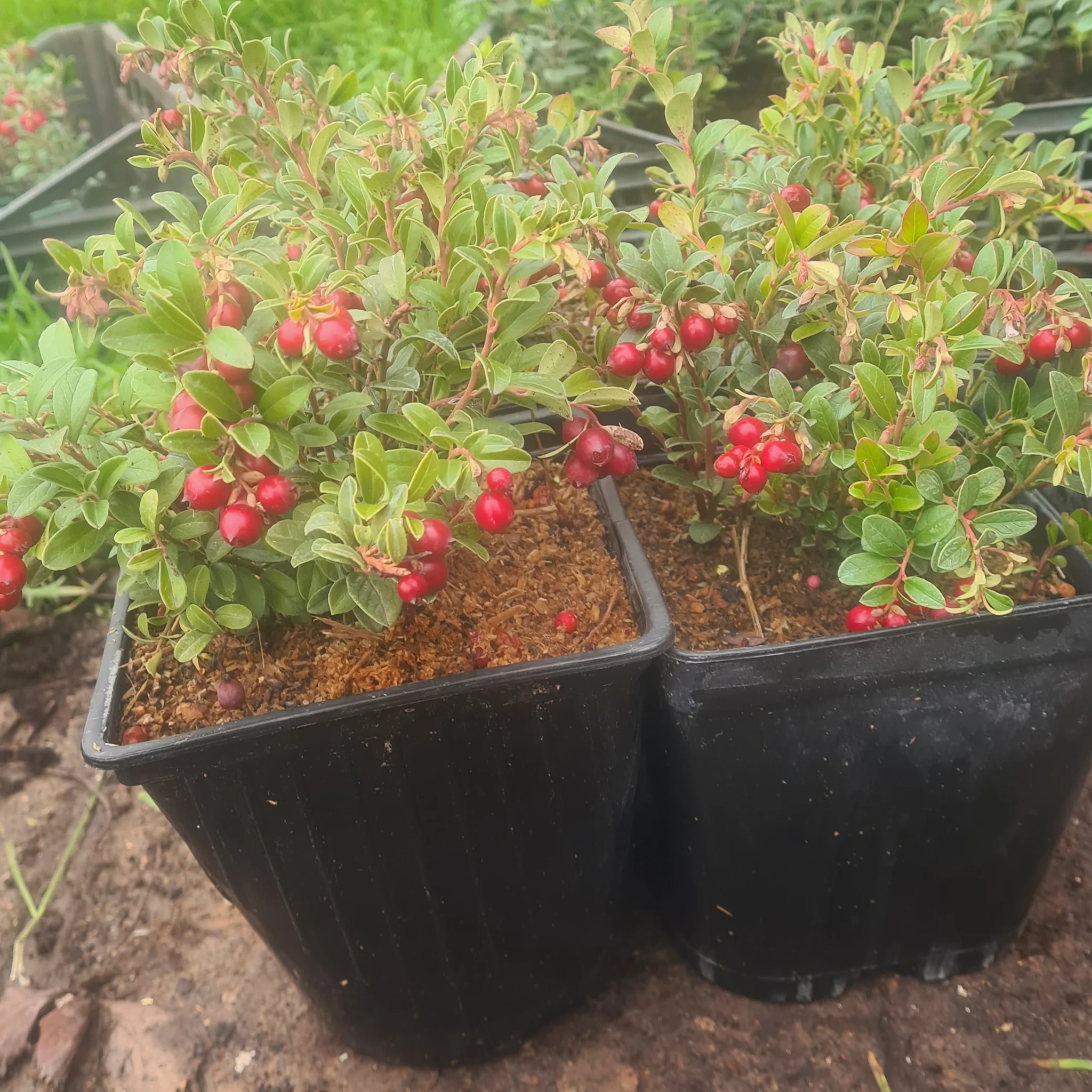 Cranberry seedlings of the Coral variety