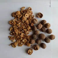 Thin-shelled walnut peeled and in a shell.