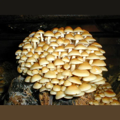 Mycelium Veshinok